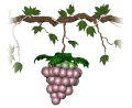 grapes_ripen_single_md_wht.gif (11383 bytes)