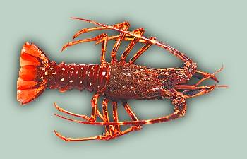 spiny.jpg (13158 bytes)